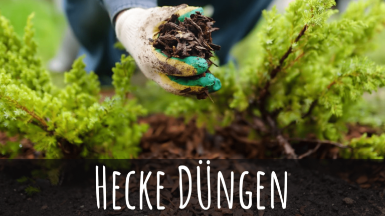 53+ Hecken Helge Gmbh, Aus liebe zu seinen pflanzen: