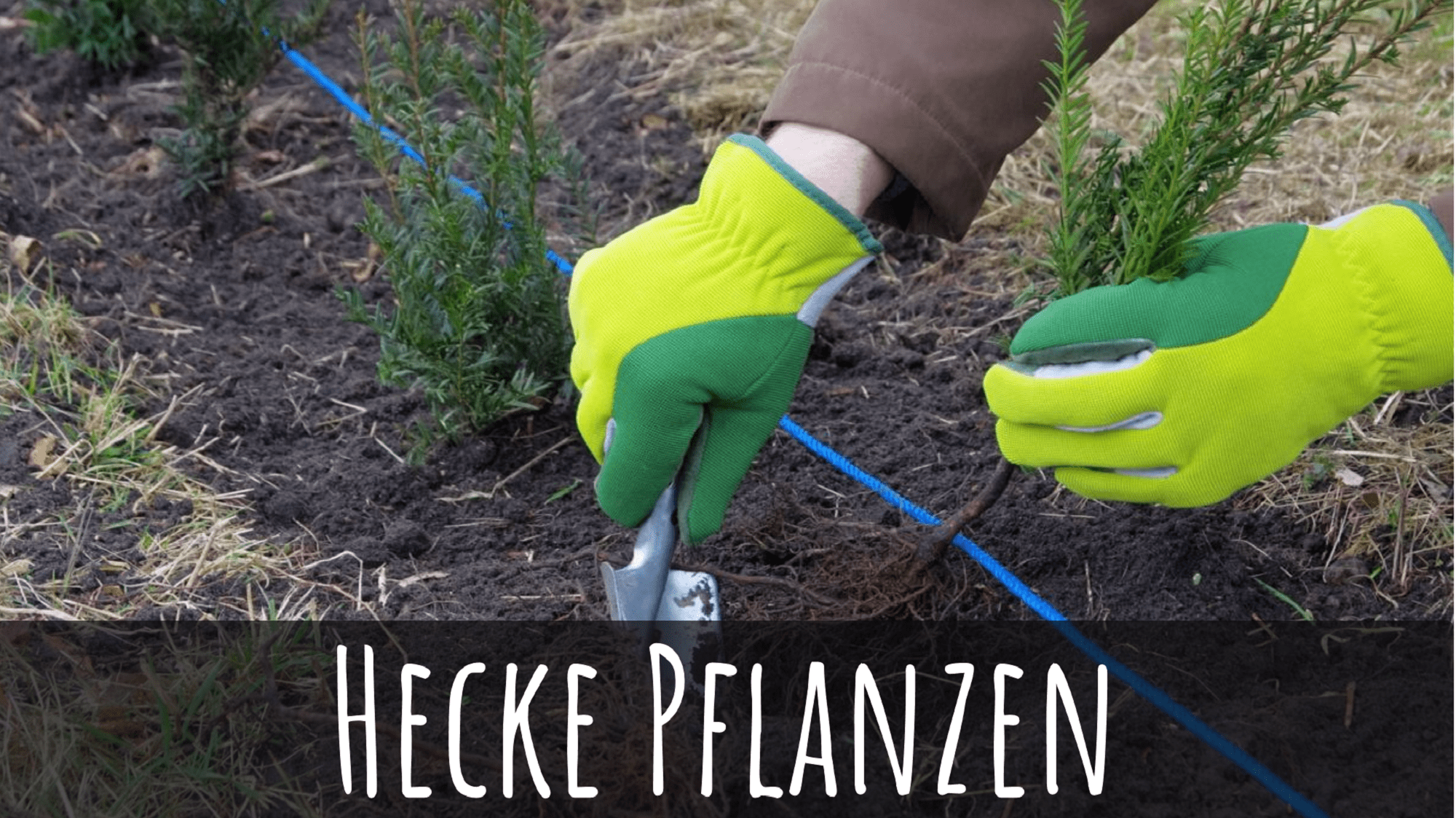 Deine Hecke pflanzen in 7 Schritten! Die beste Anleitung inkl. Bilder