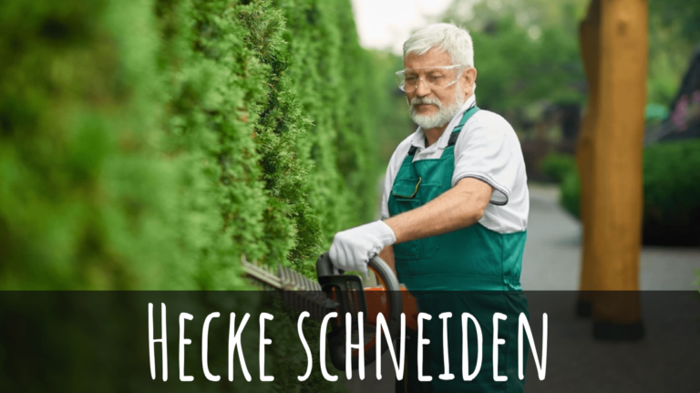Heckenpflanzen einfach online kaufen Hecken Helge