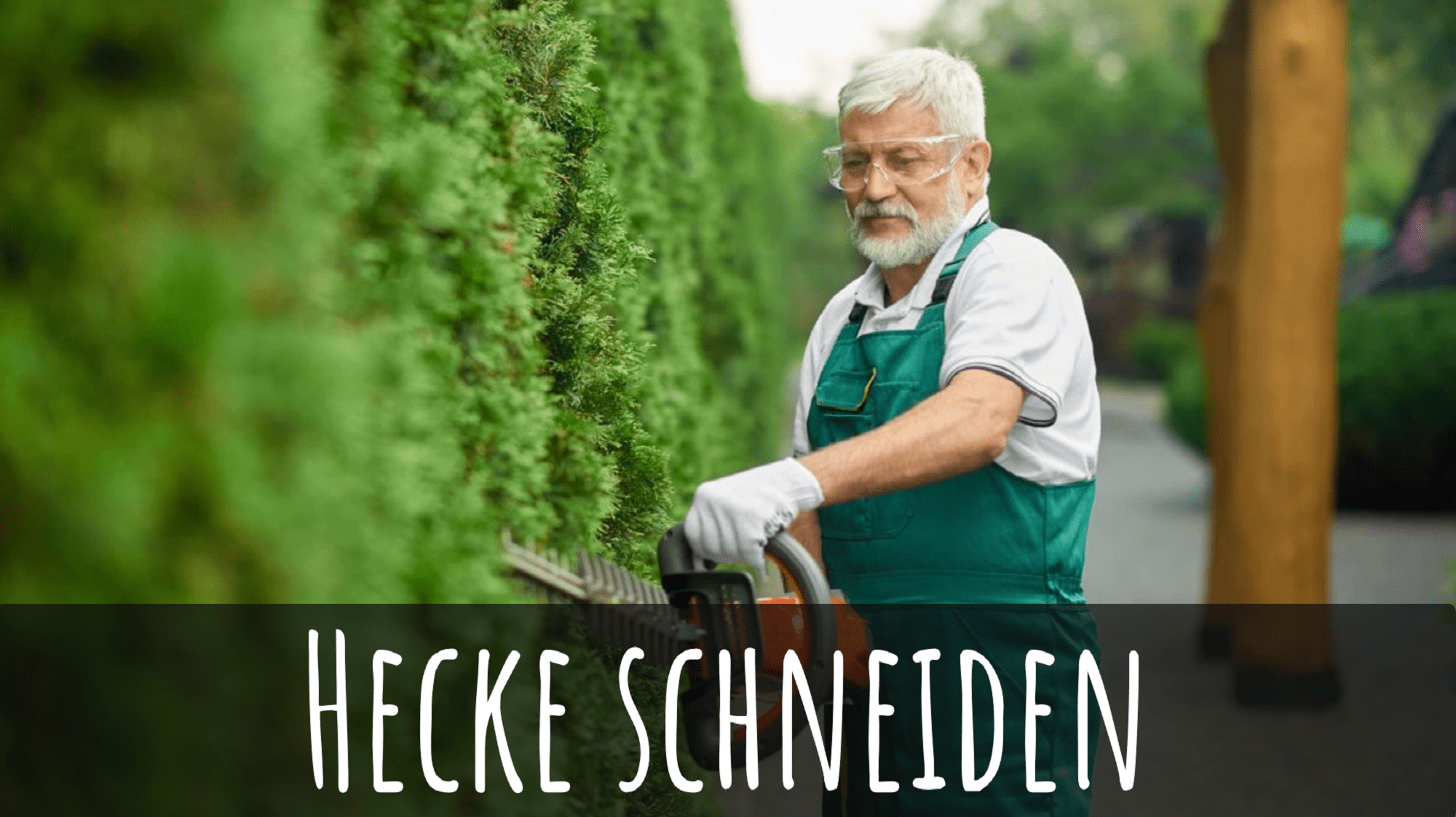 Tipps & Tricks fürs Hecke schneiden: Wann & wie?