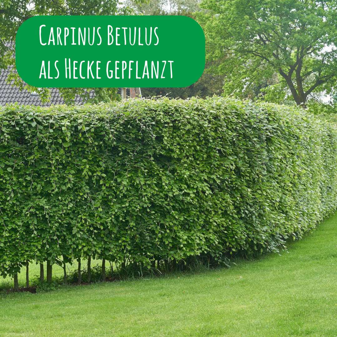 Hainbuchenhecke