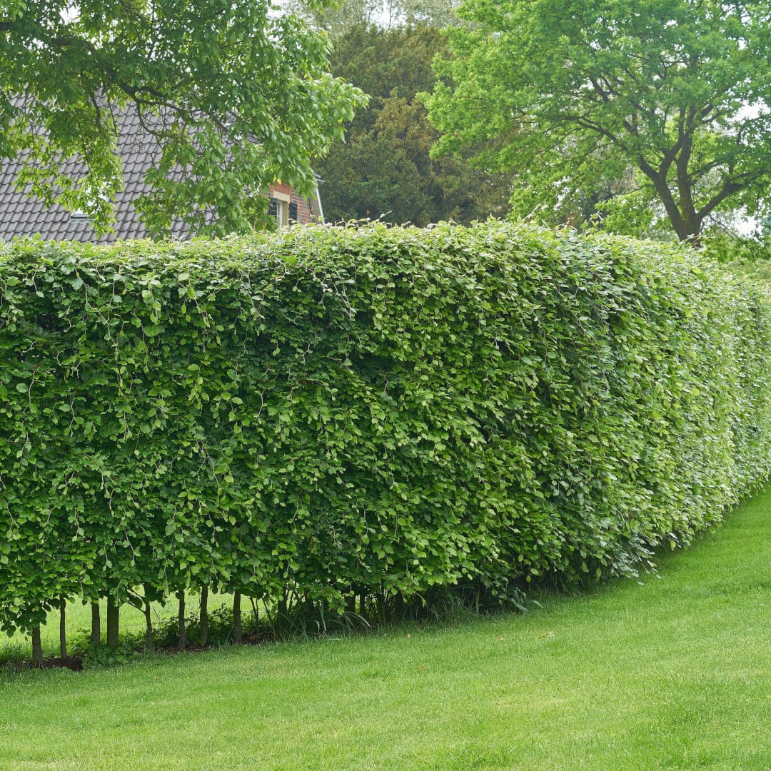 Die perfekte Buchenhecke kaufen & pflanzen » Helges XXL Ratgeber