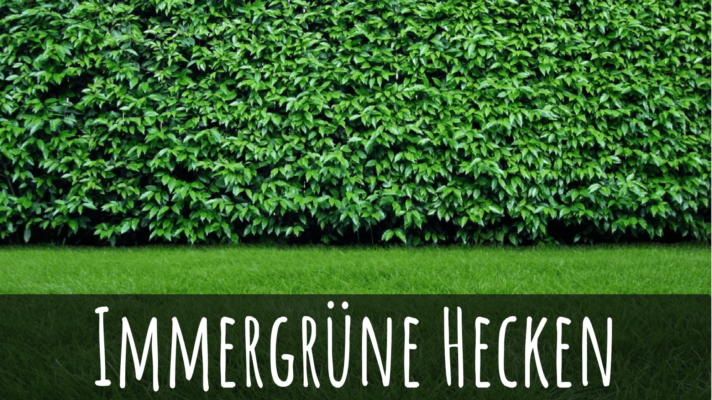 Immergrüne Hecke: Gestaltungs- und Sorten-Tipps