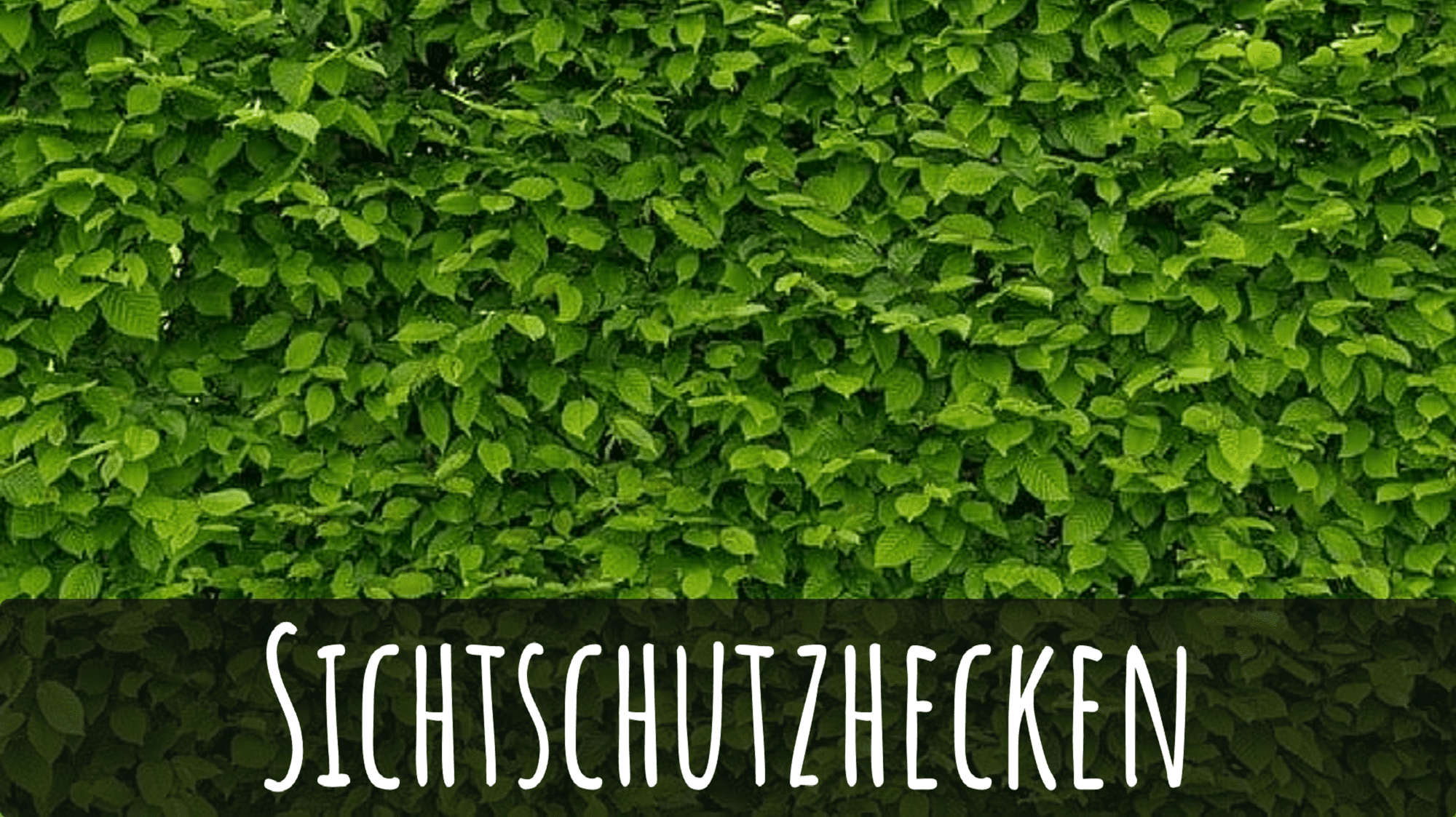 Schnell wachsende Hecke online bestellen und planen