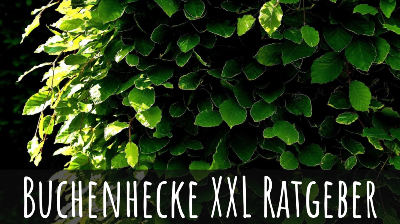 Die perfekte Buchenhecke kaufen & pflanzen » Helges XXL Ratgeber
