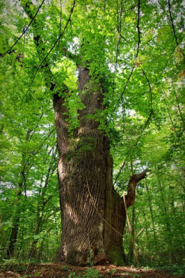 Hainbuche Baum