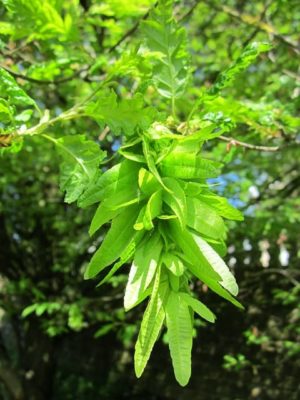 Hainbuchen 'Carpinus Betulus' kaufen » [inkl. Steckbrief & Anleitung]