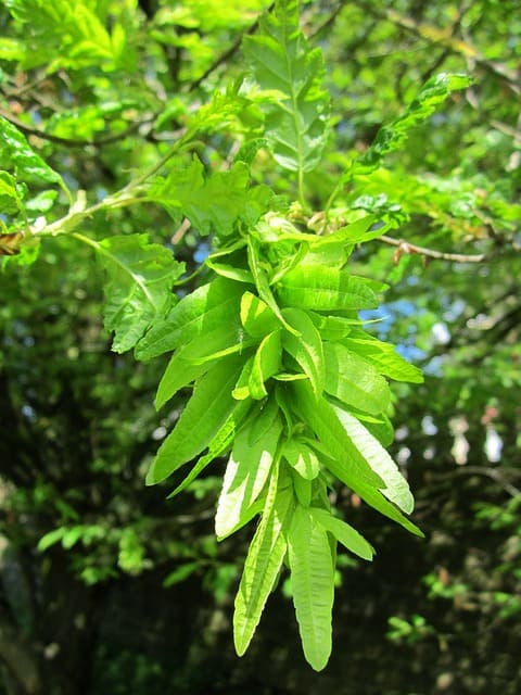 Hainbuche Frucht