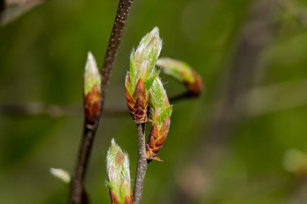 Hainbuchen 'Carpinus Betulus' kaufen » [inkl. Steckbrief & Anleitung]