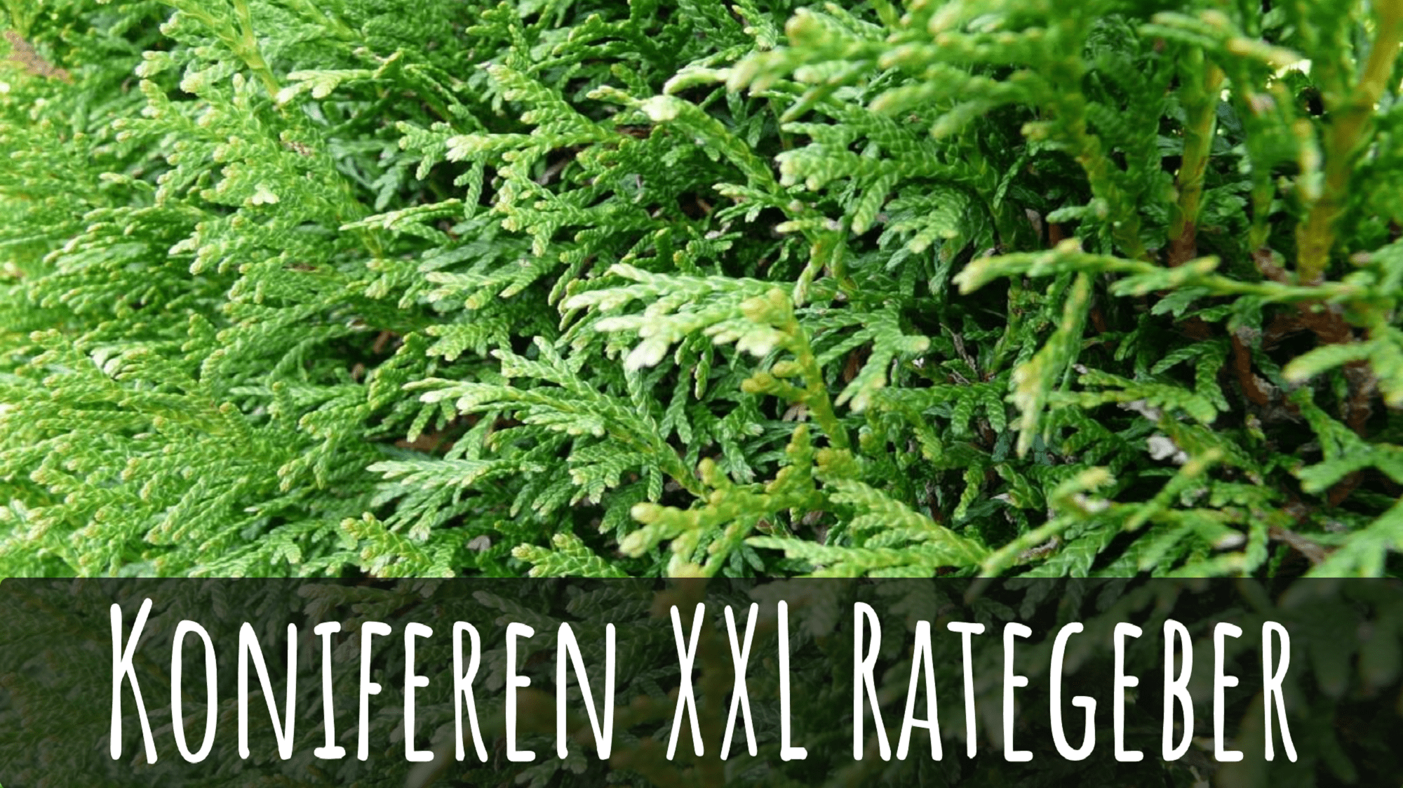 Die besten Koniferen kaufen + XXL Ratgeber Hecken Helge
