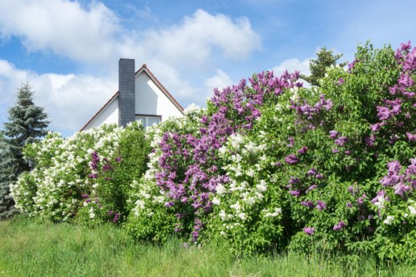 Freiwachsende und blühende Hecke