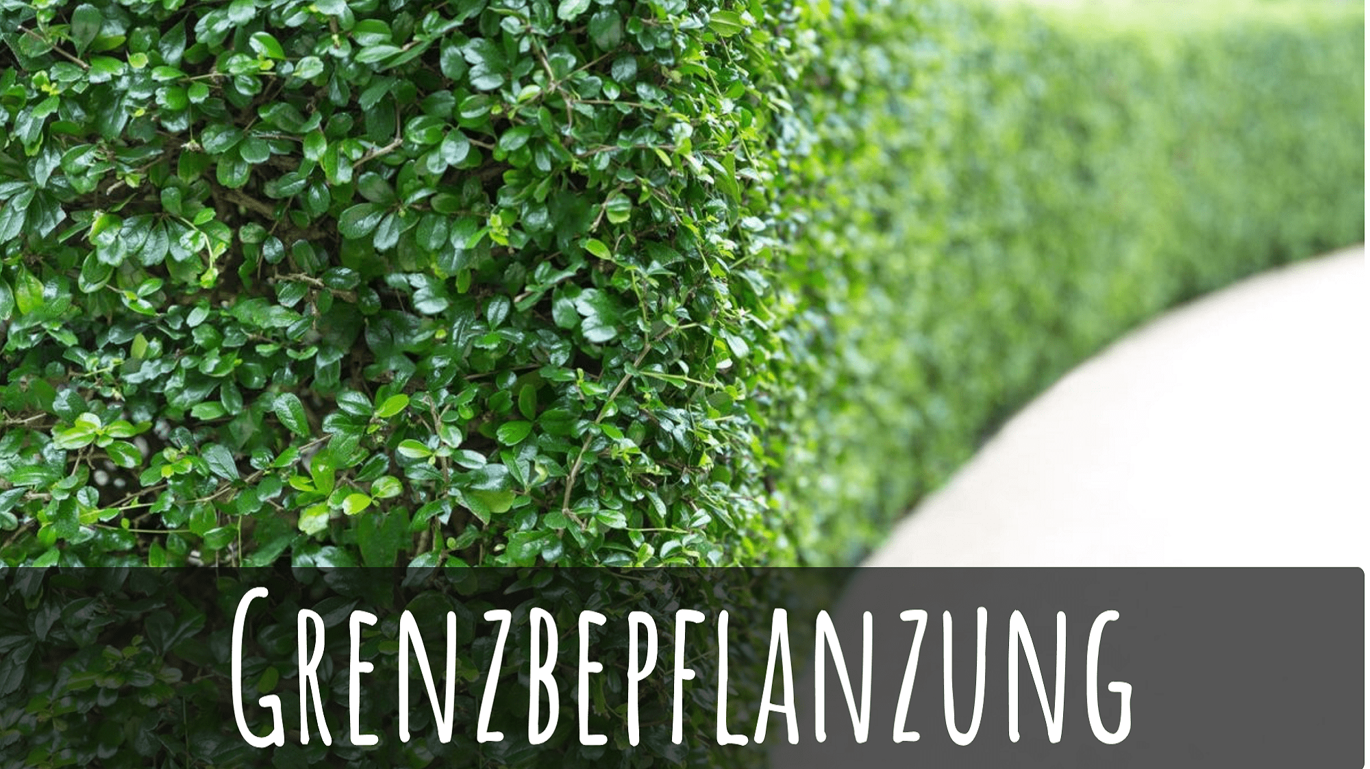 51+ Alter Garten Hecke Zu Nah An Der Grenze, Ein zu geringer