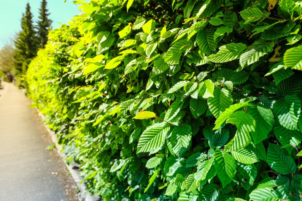 HainbuchenHecke in 7 Schritten Pflanzen & Pflegen
