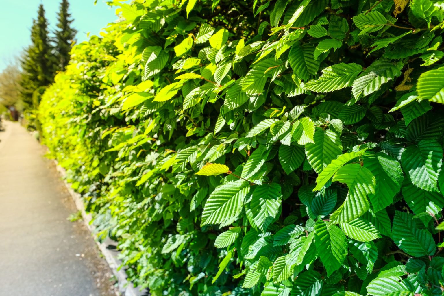 HainbuchenHecke in 7 Schritten Pflanzen & Pflegen
