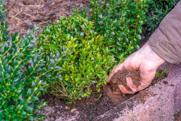 Hecke düngen - Wann, wieoft und womit?