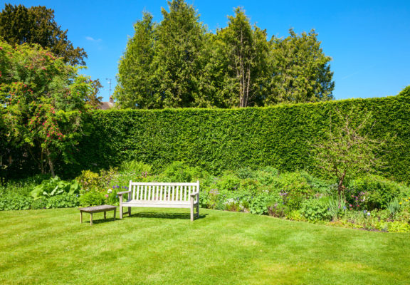 Hecke einpflanzen Ratgeber und Anleitung