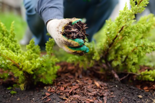 Rindenmulch wandelt sich in Heckendünger