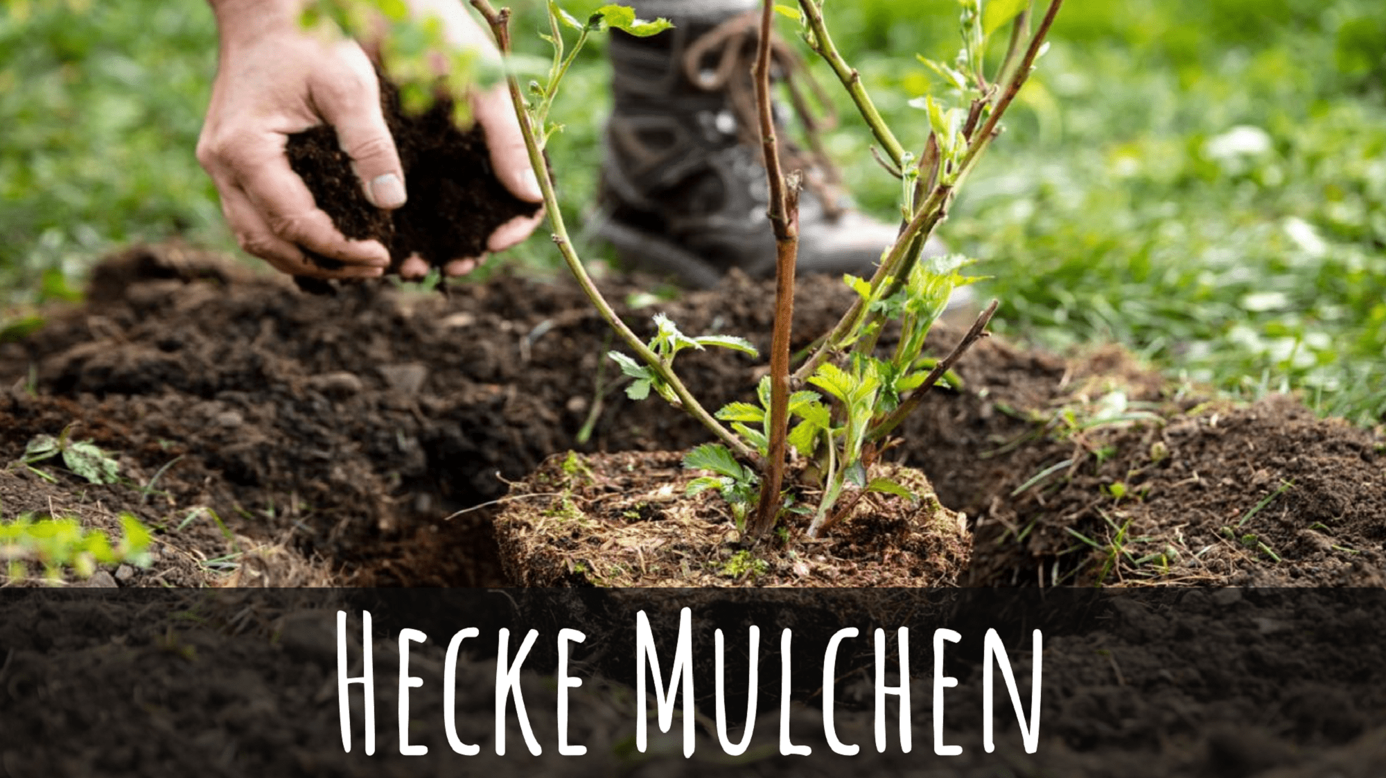 Hecke mulchen  Bringt das Was? 3 Grnde + bester Heckenmulch!