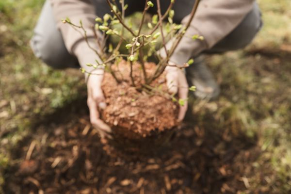 Hecke pflanzen & pflegen » mit 4-Schritte-Anleitung