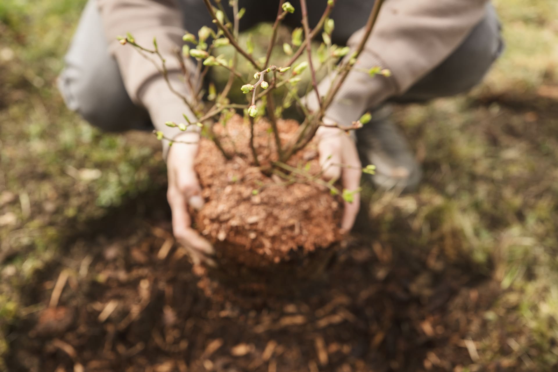 Hecke pflanzen - Schritt 4: Setzlinge einpflanzen