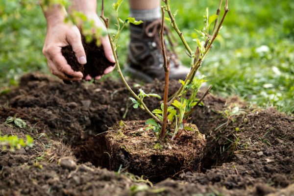 Hecke pflanzen - Schritt 5: Pflanzen zuschütten