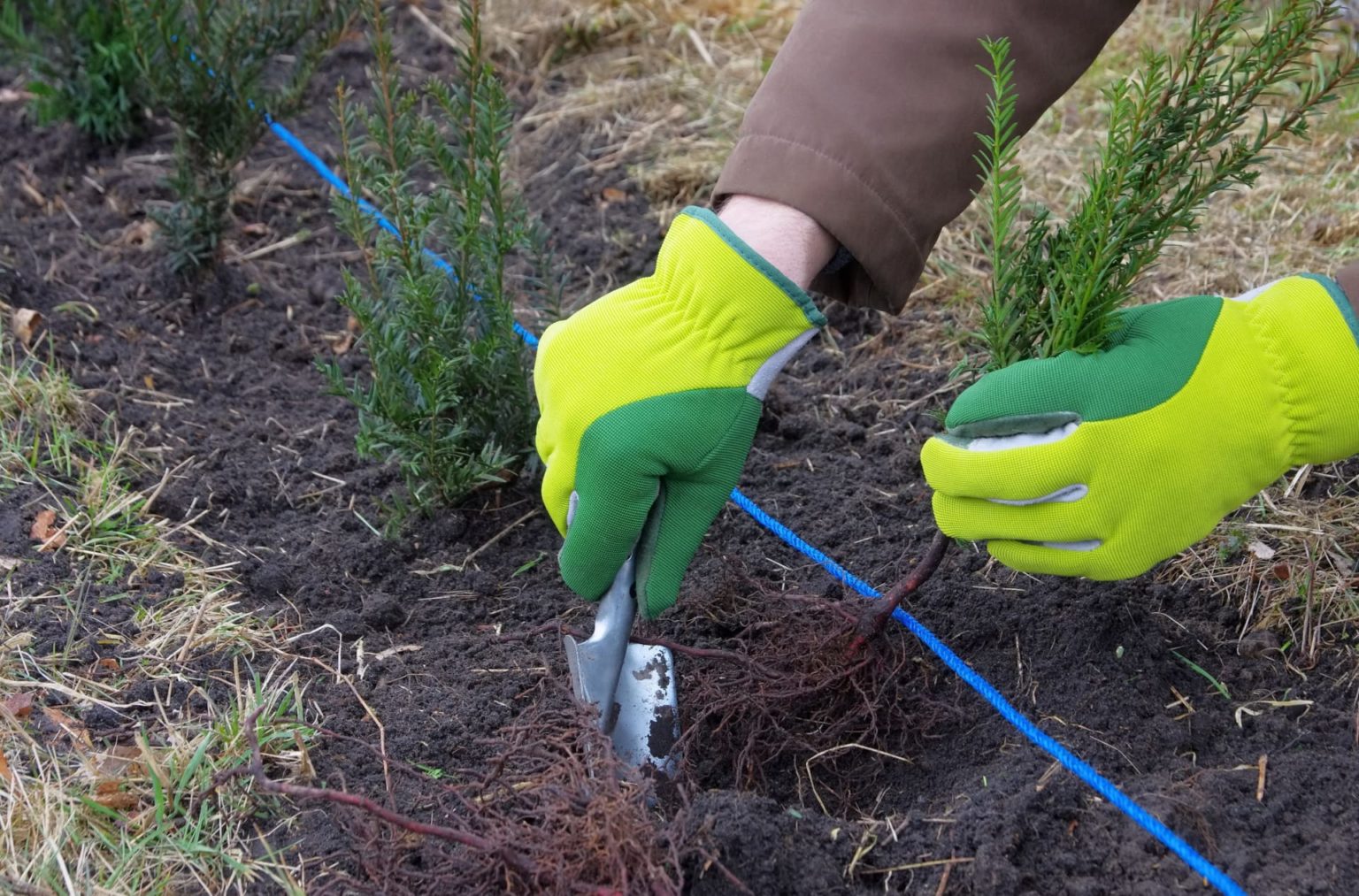 Thuja SmaragdHecke pflanzen & pflegen (7 Schritte) Hecken Helge