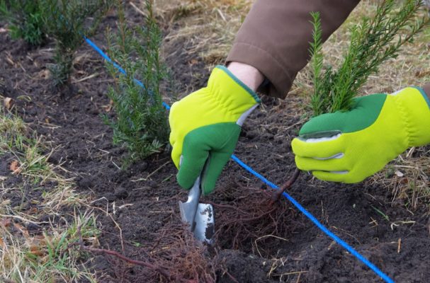 Wann am besten Hecke pflanzen?