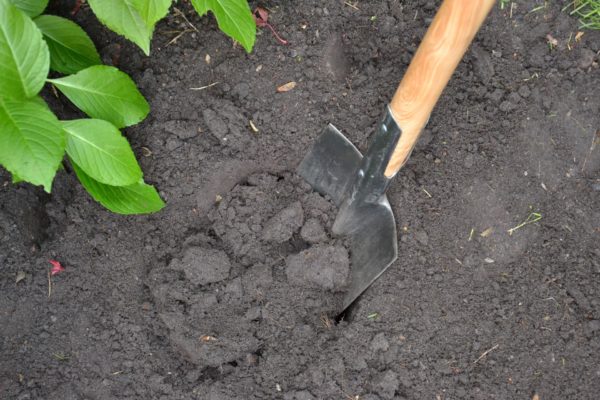 Hecke pflanzen - Schritt 2: Pflanzlöcher ausheben