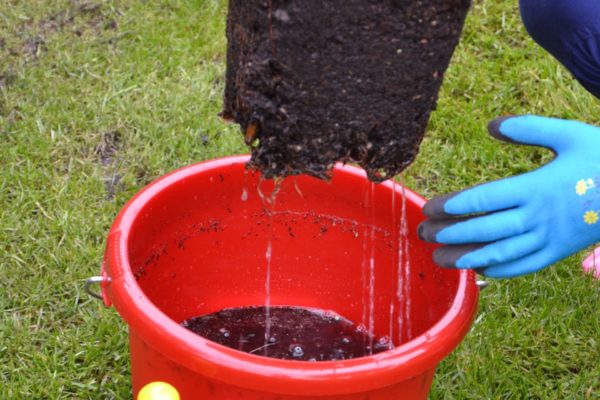 Hecke pflanzen - Schritt 3: Pflanzen vorher wässern