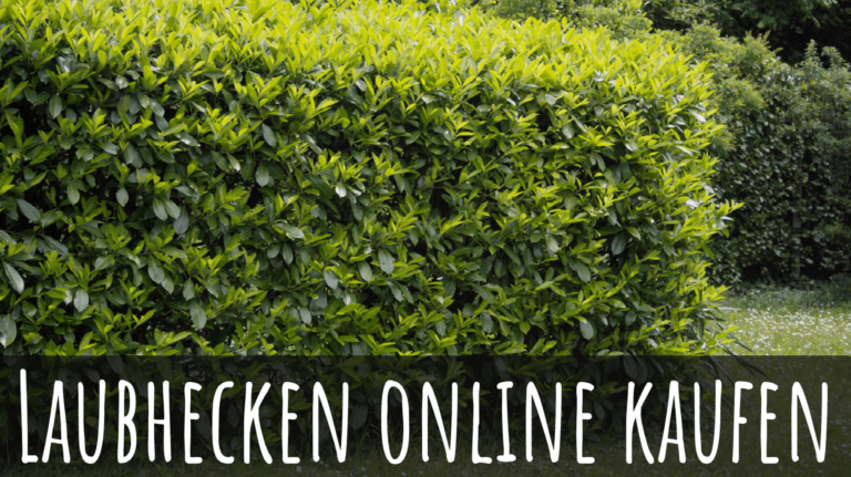 Immergrüne Hecke ungiftig Alles was du Wissen musst! Hecken Helge