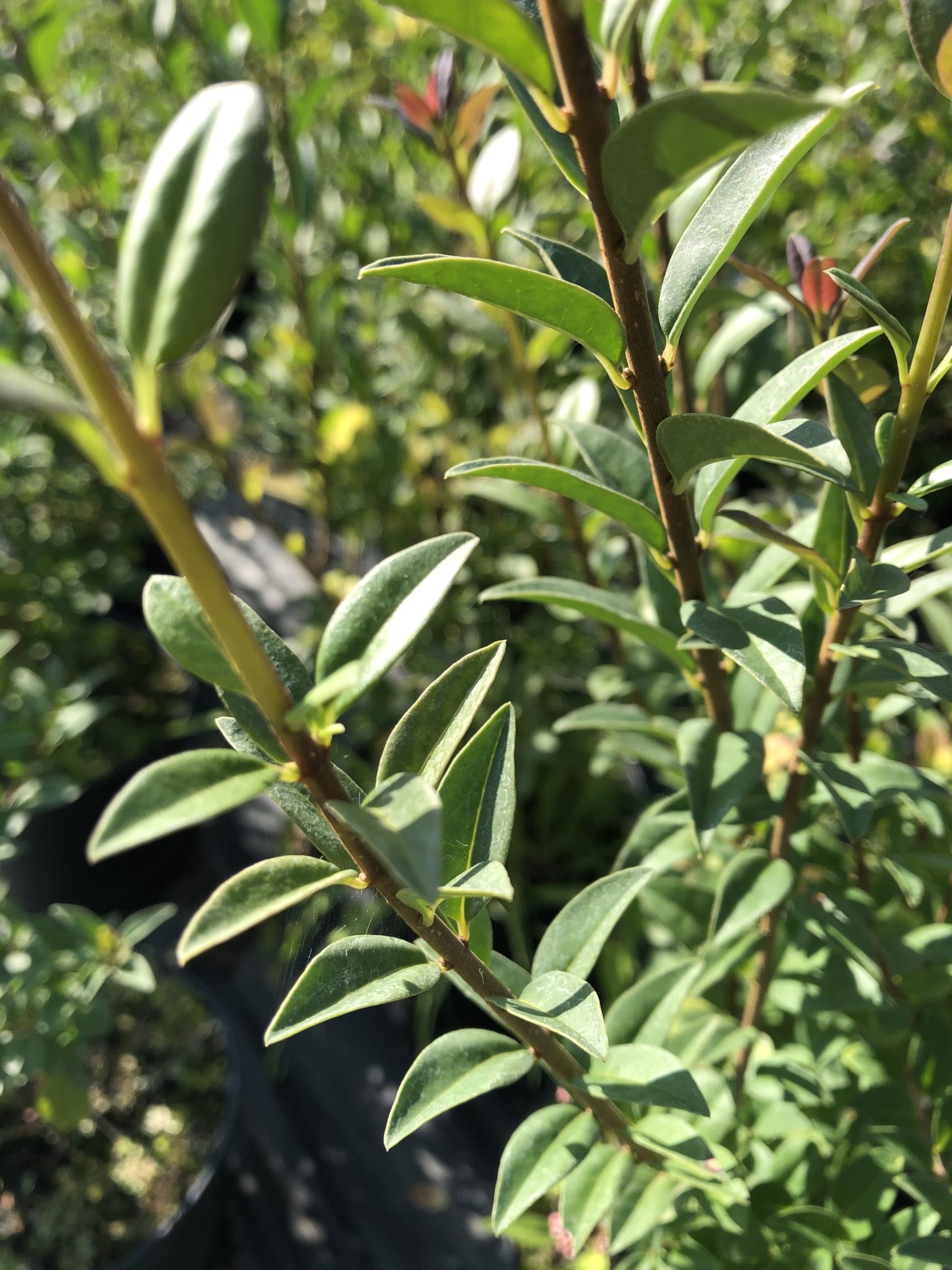 Wintergrüner Liguster 'Atrovirens' kaufen » [Steckbrief & Anleitung]