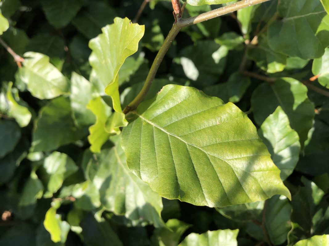 Rotbuchen 'Fagus Sylvatica' kaufen » [inkl. Steckbrief & Anleitung]
