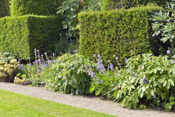 Kleine Heckenwände zur Gartengestaltung