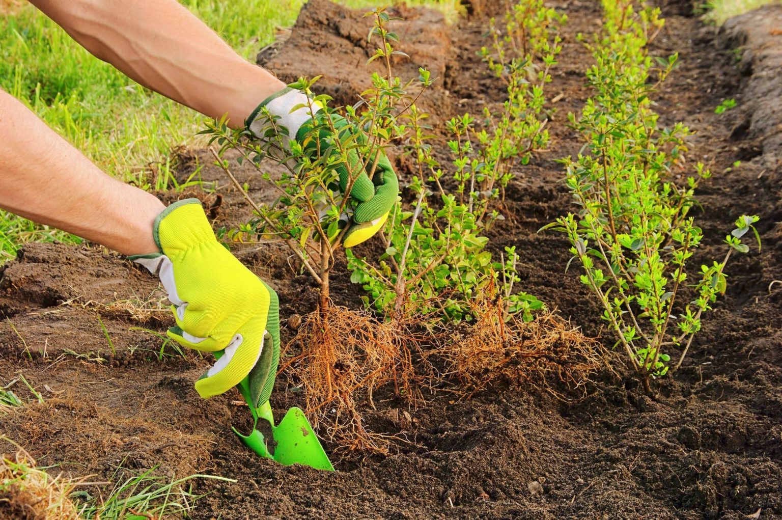 Deine Hecke pflanzen in 7 Schritten! Die beste Anleitung inkl. Bilder