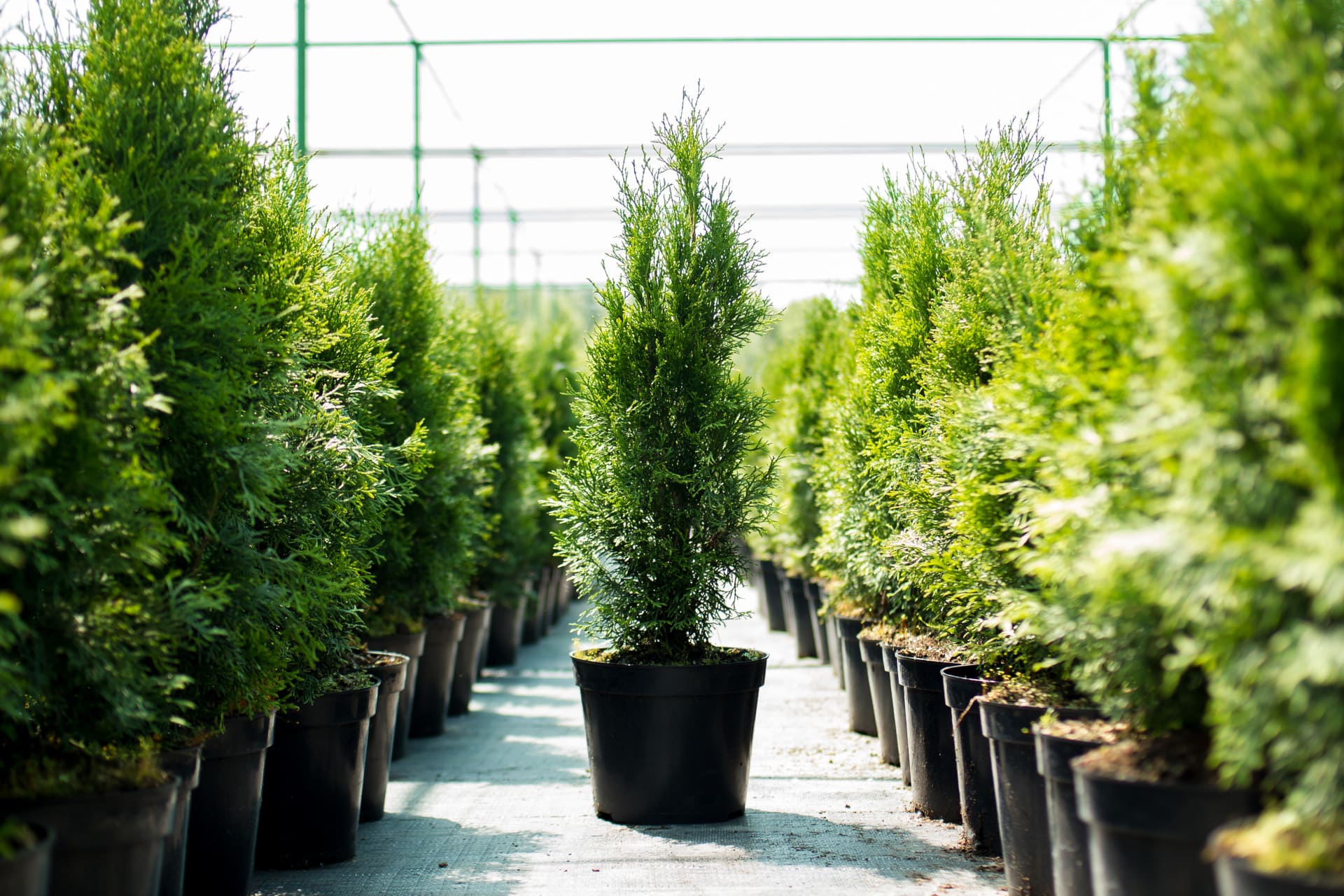 Beste Pflanzzeit für Hecken » Wann am besten welche Hecke pflanzen?