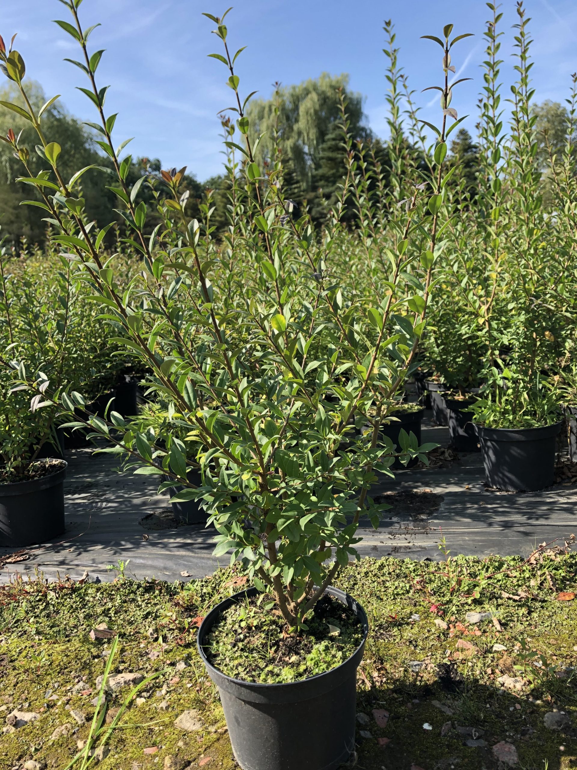 Wintergrüner Liguster 'Atrovirens' kaufen » [Steckbrief & Anleitung]