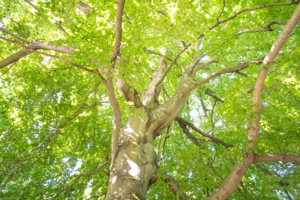 Rotbuche als Baum