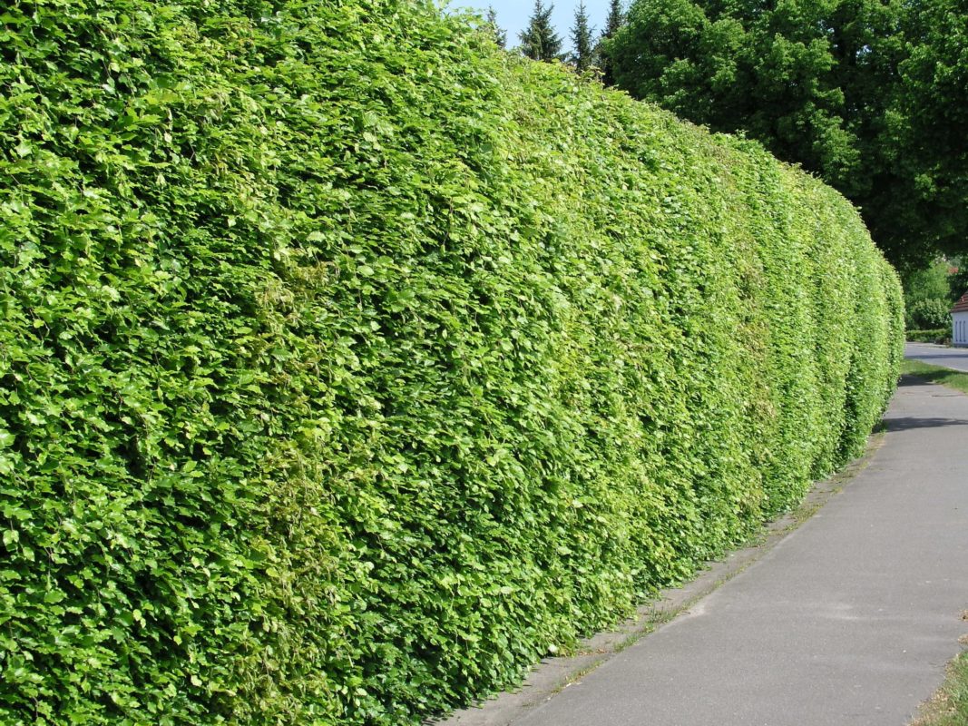 Abstand Hecke / Grenzbepflanzung