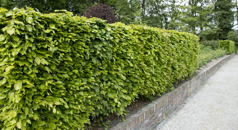 Eine beliebte Laubhecke: die Rotbuchenhecke