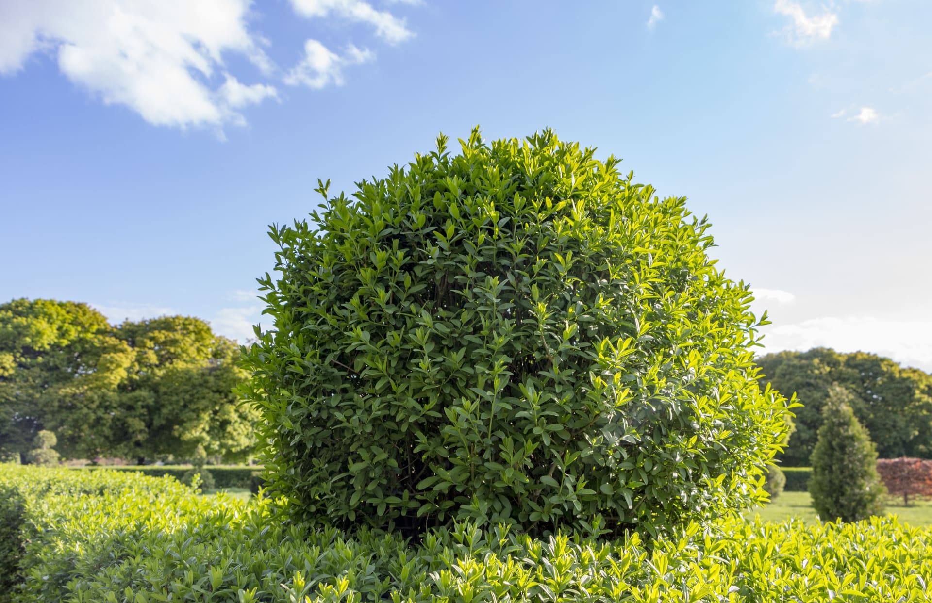 Die perfekte Ligusterhecke kaufen & pflanzen » Helges XXL Ratgeber