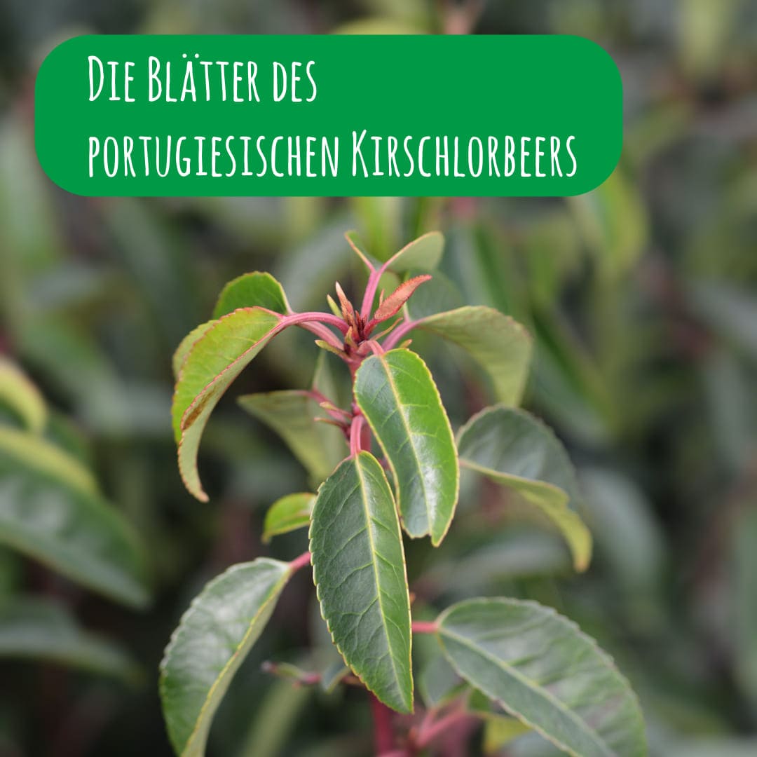 blatt_kirschlorbeer