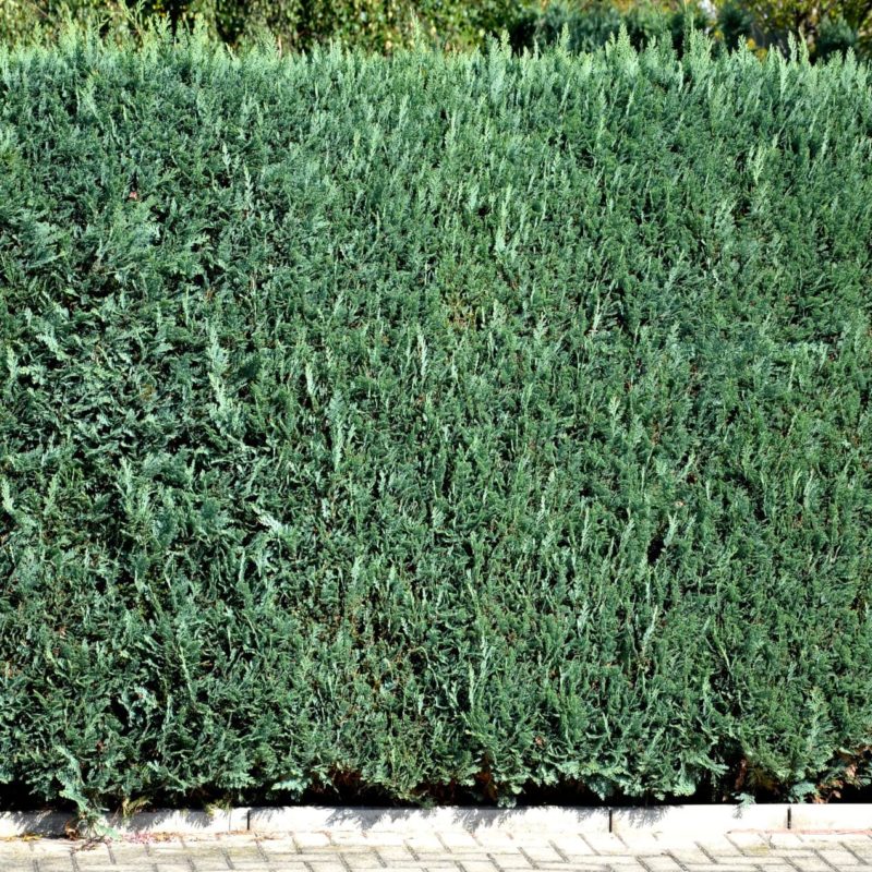 Blaua Scheinzypressen-Hecke (Columnaris Glauca)