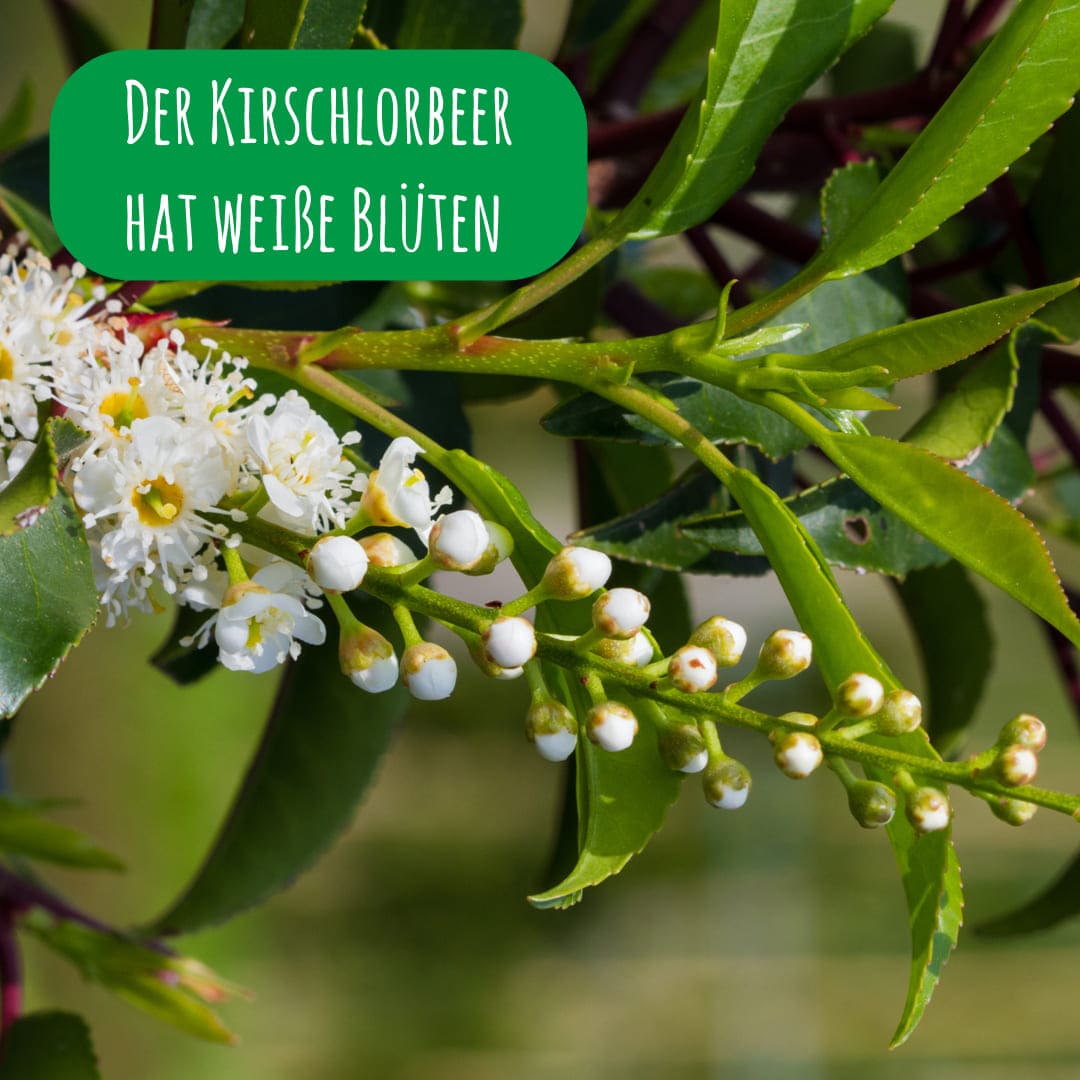 bluete_kirschlorbeer_lusitanica