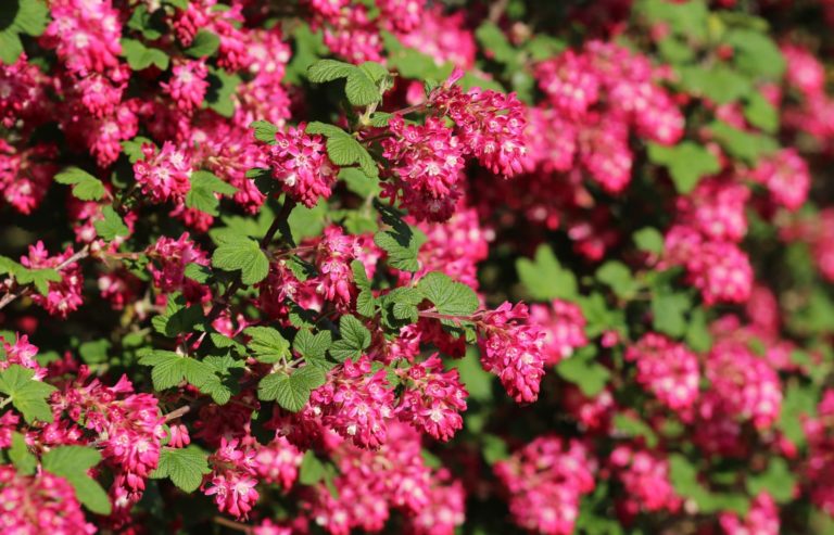 43+ Hecke Kleiner Garten Blühend, Blühende büsche sind ein