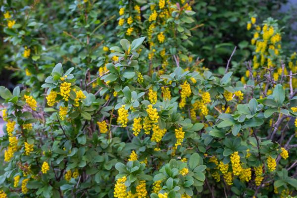 Buchsblättrige Berberitze (Berberis buxifolia)