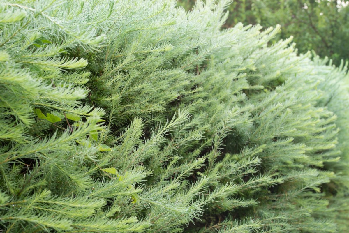 Beste Sichtschutzhecke » Die 12 schnellstwachsenden Heckenpflanzen