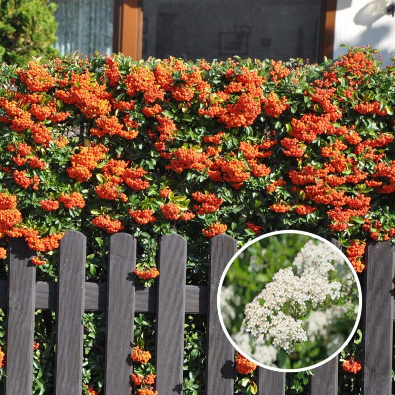 Feuerdorn Hecke (Pyracantha) - blühend