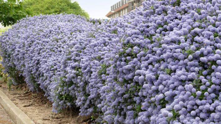 Blühende Hecke aus kalifornischem Flieder