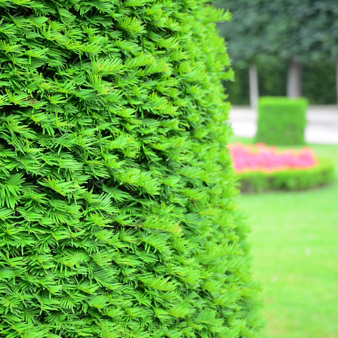 Gemeine Eibenhecke (Taxus Baccata)