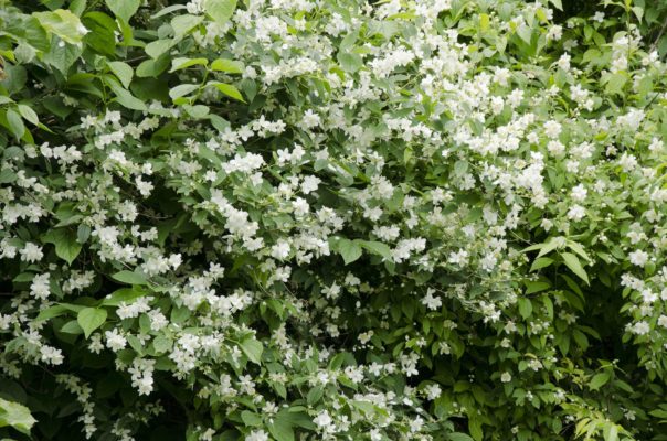 Gewöhnlicher Pfeifenstrauch / Falscher Jasmin